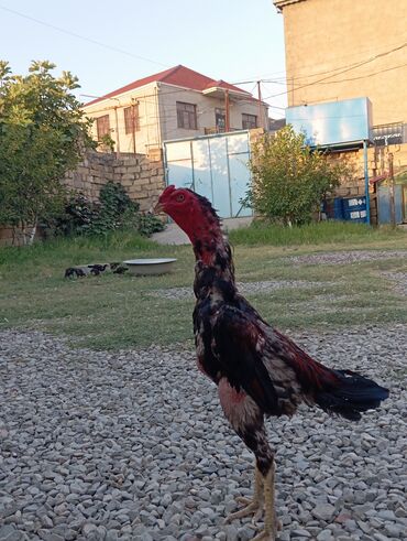 xoruzlar: Salam aleykum herati xoruz satılır 1 yaş 2 aylıqdı yaxşı heyvandı kənd