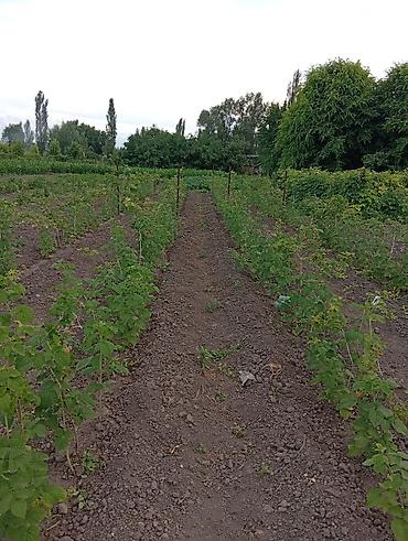 бурим стены: Услуги мотоблока. пашем землю, огороды, между малиной. сокулук — 2