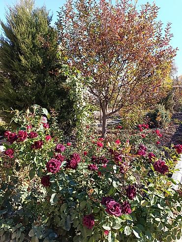 Продажа коттеджей и домов: 📌В центре Беловодское продается дом кирпичный из 6-ти комнат на — 17