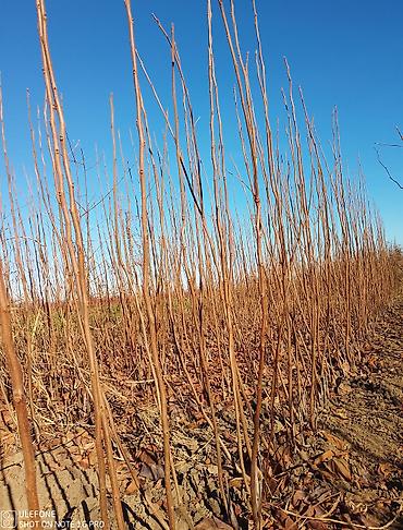 Tinglər: Xurma tingləri satışdadır çatdırılma pulsuzdur siz sifariş verin — 7