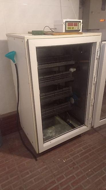 Yumurta inkubatoru – şkaf tipli, şüşə qapılı Məhsul təsviri: - Şkaf
