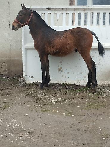 Лошади, кони: Продаю | Жеребец | Полукровка | Рабочий — 3