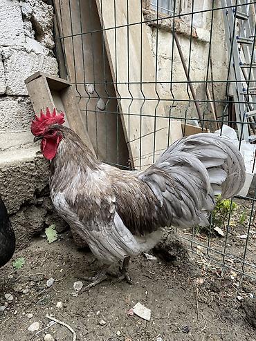qara australorp: Avstrolop xoruzu satilir 9 ayliq — 1