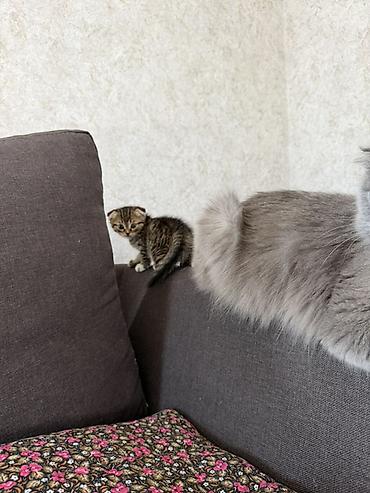 Мышыктар сатылат: Шотландский котёнок с вислоухими ушками (Scottish Fold). Окрас — табби — 2