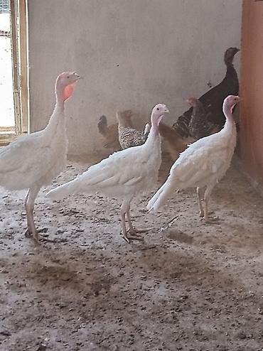 Ağ hindtoyuqlar – 3 baş - Cins: ağ (yüngül tip), uzun ayaqlı, sürətlə lalafo.az -da Ağ hindtoyuqlar – 3 baş - Cins: ağ (yüngül tip), uzun ayaqlı, sürətlə