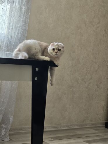 Gəmiricilər: Qızıl şinşilla, Dişi, Yaxşı əllərə, Ünvandan götürmə, Pulsuz çatdırılma