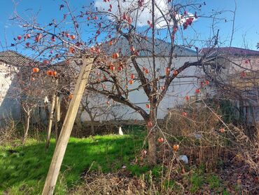 Torpaq sahələrinin satışı: 30 sot, Tikinti, Mülkiyyətçi, Müqavilə