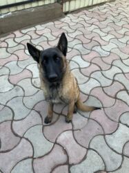 ит кыргыз добот: Бельгийская овчарка, 6 месяцев, Самка, С прививкой