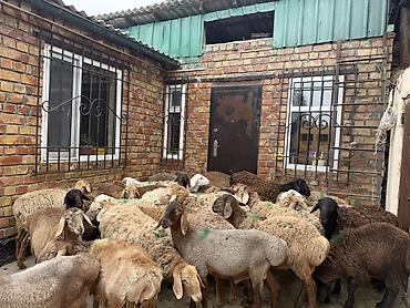 Продаю | Баран (самец) | Для разведения