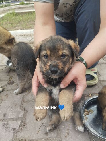 Отдам даром собаку: Собака даром: Дворняжка, 2 месяца, Самец
