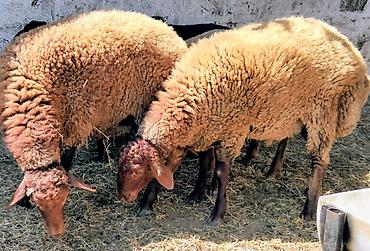 Mal-qara: Qoyunlar – ət və damazlıq üçün Təsvir: - Qəhvəyi rəngli, yerli cinsli — 3