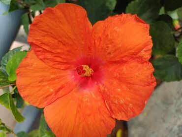 Ostale kućne biljke: Hibiskus vise boja po super ceni na lalafo.rs — 1 Ostale kućne biljke: Hibiskus vise boja po super ceni — 1