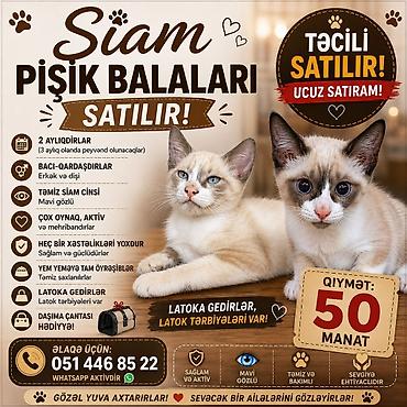 bala pisikler: Siam — 1