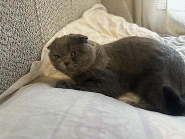 вислоухие коты серые: Шотландская вислоухая кошка (Scottish Fold), окрас — голубой (серый) — 2