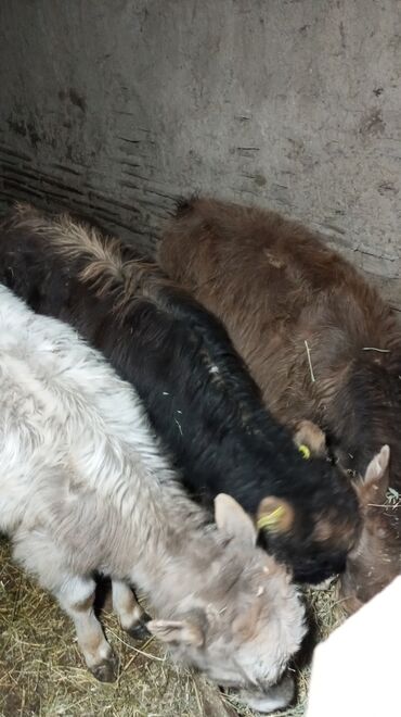 Коровы, быки: Продаю | Тёлка | На откорм — 6