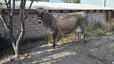 хаски щенки цена бишкек: Продаю | Корова (самка) — 1