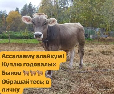 корм фарели: Куплю быков
Куплю годовалых быков