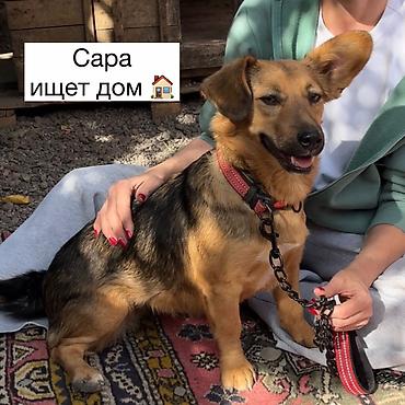 Отдам даром собаку: Собака даром: Дворняжка, 11 месяцев, Самка, С прививкой — 1