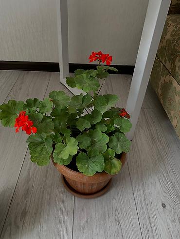 Китайская роза (Гибискус): Папоротник 650 сом китайская Роза гербера. Шефлера 150.сансевьера — 7