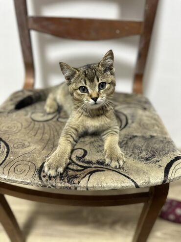 британская кошка рыжая: Скотиш Страйт (Шотландская прямоухая), 3 месяца, Мальчик, Приучена к лотку