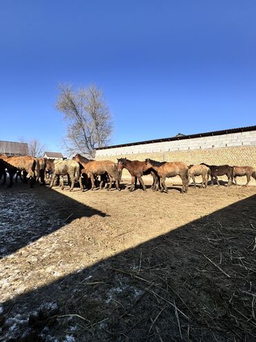 Продам с/х животных: Срочно тайлар сатылат келишим баада 
40 баш
2ай багылган