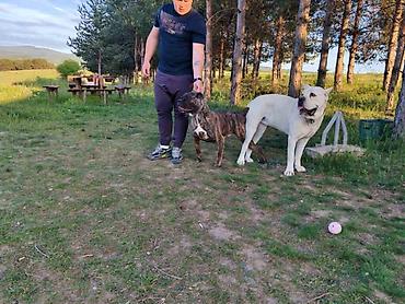 Psi: Cane Corso štenci šampionskog porekla! Tražite moćnog čuvara i odanog na lalafo.rs — 2 Psi: Cane Corso štenci šampionskog porekla! Tražite moćnog čuvara i odanog — 2