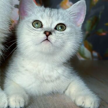 лопоухий кот: Породистые котята Британцы в разведение и в любимцы Писать в личку