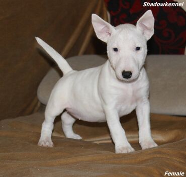 Psi: Stenci Mini Bull terijera, stari dva meseca, Pll, Lad, Lp clear na lalafo.rs — 4 Psi: Stenci Mini Bull terijera, stari dva meseca, Pll, Lad, Lp clear — 4