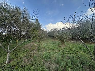 Torpaq sahələrinin satışı: 32 sot, Kənd təsərrüfatı, Mülkiyyətçi, Kupça (Çıxarış) — 6
