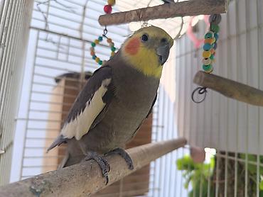 tutuqusu cex: Nimfa (cockatiel) tutuquşu – boz bədən, ağ qanad ləkələri, sarı baş və — 4