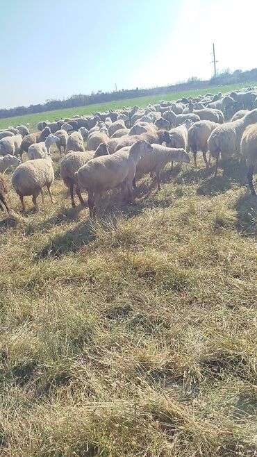 Qoyunlar, qoçlar: Dişi, il: 1, 50 kq, Damazlıq, Ünvandan götürmə — 13