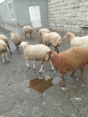 Qoyunlar, qoçlar: 10 eded quzu 4erkey və 6disi qiymət alıcıyla razılaşma yolu ile.Cox — 11