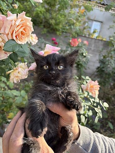 кошка крысолов: Беспородная, 2 месяца, Мальчик, Проглистована — 5