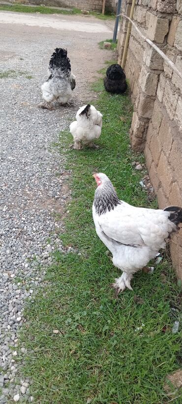 Toyuqlar: Brahma toyuqları – yumurtacı və ətlik iri cins 3 toyug 1 xoruz 280 m — 5