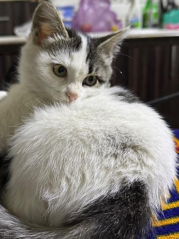 животные кошки: Котёнок с короткой пушистой шерстью, окрас белый с чёрными пятнышками — 1