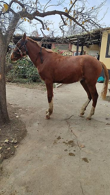 Лошади, кони: Продаю | Жеребенок | Дончак | Рабочий — 10