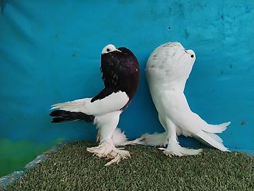 Göyərçinlər: Satilir pomeran Dutular 2 Cut Var cutu 120 Manatdi Bir cut Ag Qara Var — 1