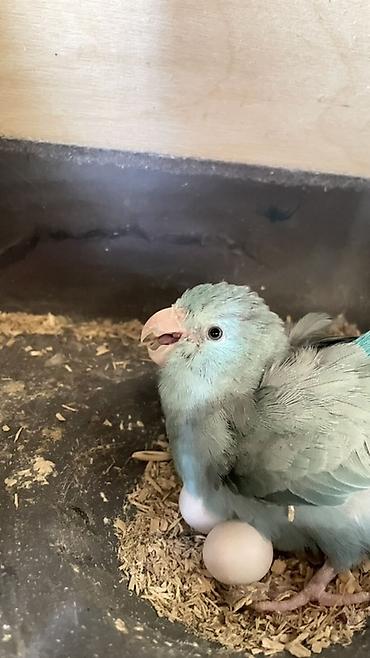 broyler cuce satisi: Forpus bala vermis altinda 3 yumurtasi var yene yumutayir — 3