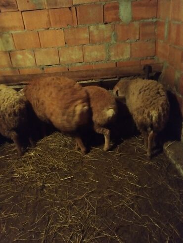 Quzu: 7disi 1erket 270 manat reyal alıcıya endirim olacaq .Fikri ciddi olan — 1