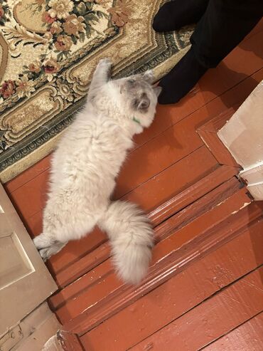 Pişiklər: Şotland uzun tüklü, Erkək, Cütləşmə üçün, Ünvandan götürmə — 6