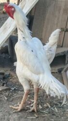 аксессуары для крупных собак: Alman O Shamo 3 İllik Xoruz.Damazlıq Kimi Satıram.BARTER YOXDUR.Çəkisi