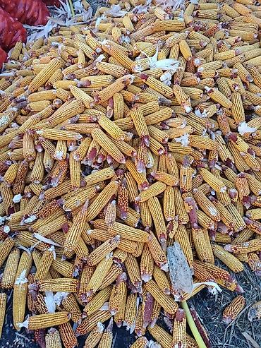 початки кукуруза: Кукуруза в початках, фасованная в сетчатые мешки - Урожай в початках — 3