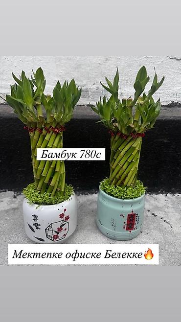 Другие комнатные растения: Комнатные растения: - Азалия — 700 с. Компактные кустики с пышными — 25