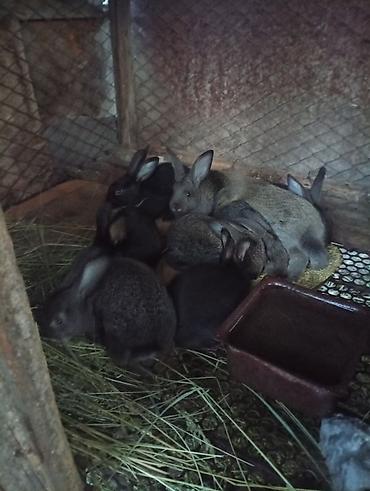 Животные: Крольчата молодые им 1месяц. адрес Новониколаевка. порода: самец — 1
