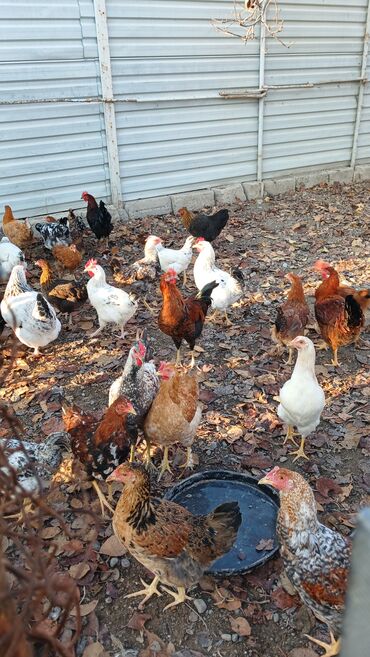 Toyuqlar: Toyuqlar və xoruzlar satılır. Şəkillərdə iri və orta çəkili toyuq və — 2