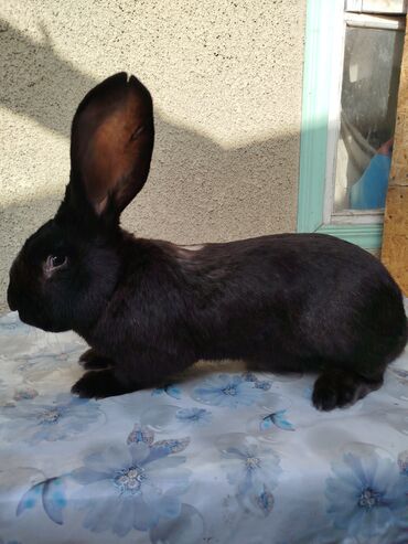 комбикорм для кроликов: Продаю Крол самец порода фландер возраст 9 месяцев