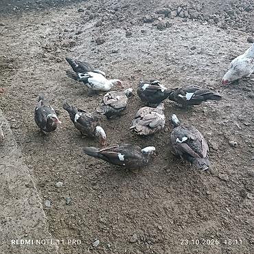 куда можно отдать кошку в бишкеке: Продаю | Куры, Петух | Домашняя | На забой, Для разведения — 5