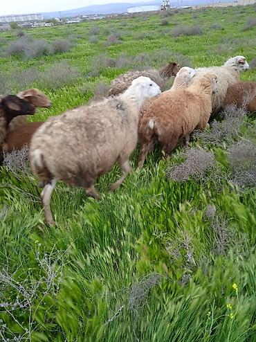 Qoyunlar, qoçlar: Dişi, il: 1, Damazlıq, Ünvandan götürmə — 18