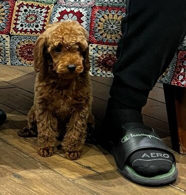 Psi: Nasa odgajivacnica se nalazi u Indjiji i bavimo se uzgojom pasa 15 — 5