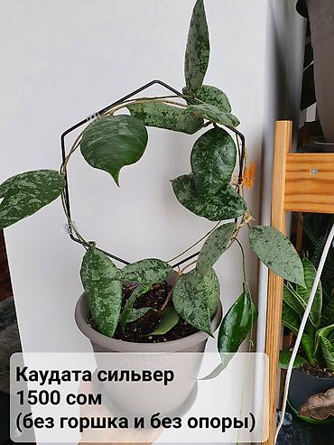 Хойи: Взрослые сортовые хойи
Цена, название и подробности на фото — 10